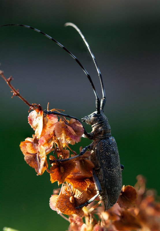 А куда прячется Солнышко? фото превью