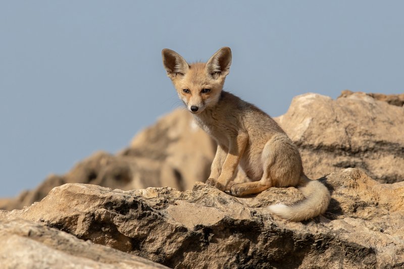 canon1dх mark2,canon600mmf4,israel,jerusalem,nature,wildnature,wildnaturephotography,дикая природа,иерусалим ,израиль, пётр рогов,фотограф,фотоохота,лисята,nature,иерусалим,jerusalem,wildnaturephotography,nakedplanet,natgeoyourshot,natgeo,bbcearth Лисёнокphoto preview
