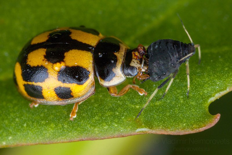 14-spotted ladybird, Propylea quatuordecimpunctata, lady beetle, 14-spotted ladybird beetle, P-14 ladybug, aphids, blackfly, bean aphid, beet leaf aphid, black bean aphid, Aphis fabae, green, Pudomyagi, Gatchina district, Leningrad Region, Russia The 14-spotted ladybird (Propylea quatuordecimpunctata) and aphid (Aphis fabae) фото превью