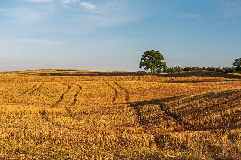 Summer linephoto preview