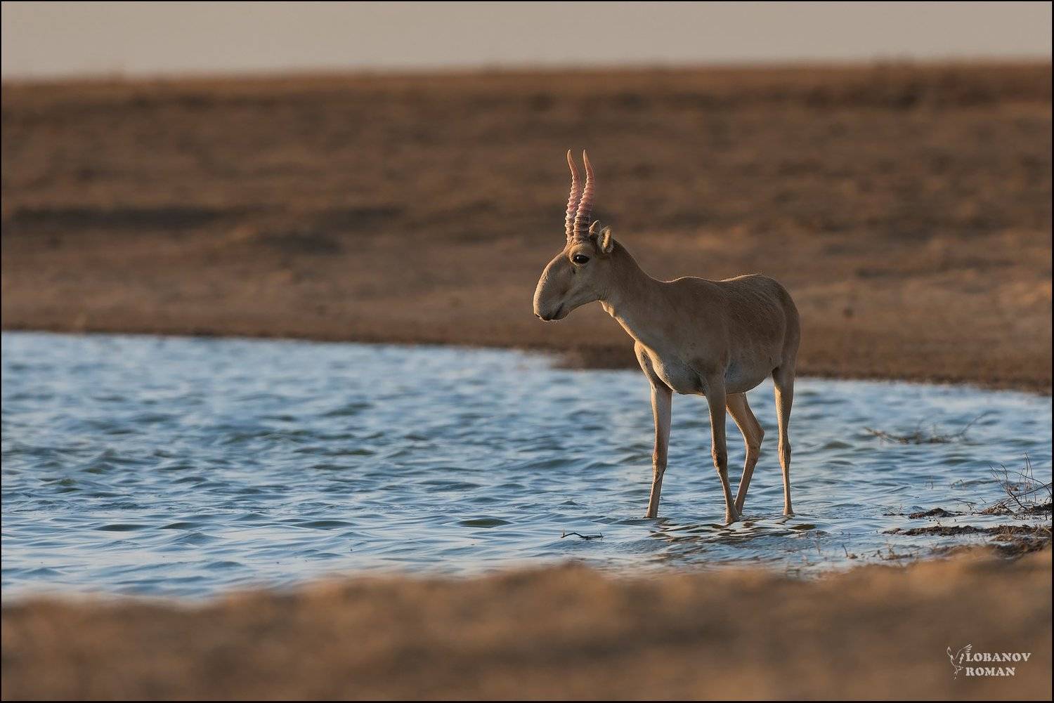 * * *. Автор: Lobanov Roman сайгак, государственный, природный, заказник, Lobanov Roman