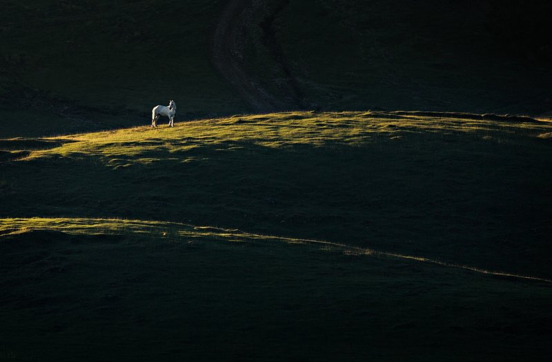 summer, horse, green, sunrise, animal, travel, nature, mountain, romania, cold, light White Beautyphoto preview