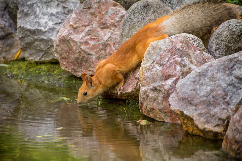 белка, водопой, озеро, в жаркий день..photo preview