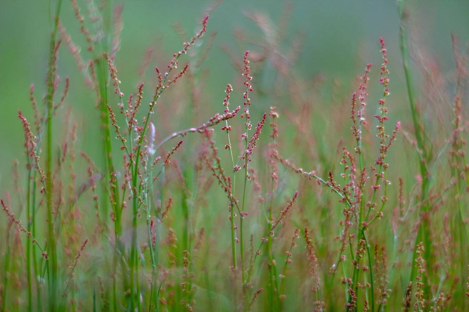 цветы, весна, Руслан Востриков