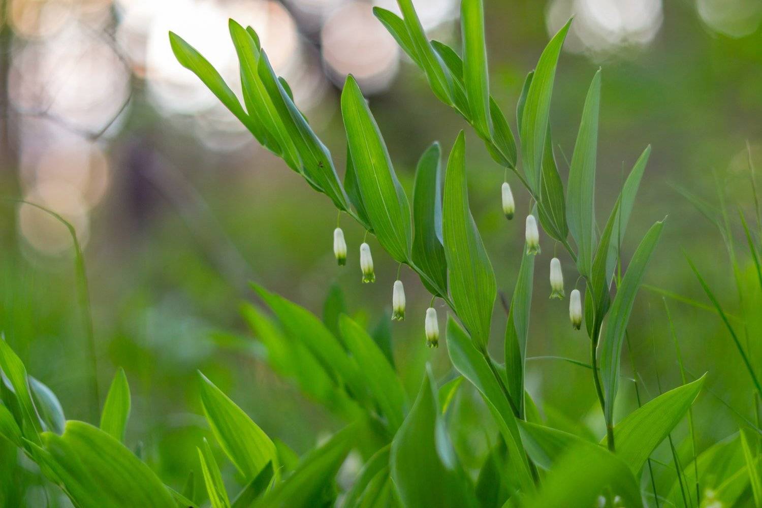 Автор: Руслан Востриков цветы, весна, Руслан Востриков