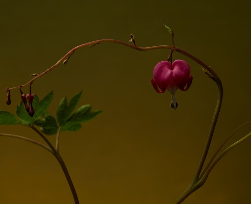 Phase one IQ280 302280photo preview