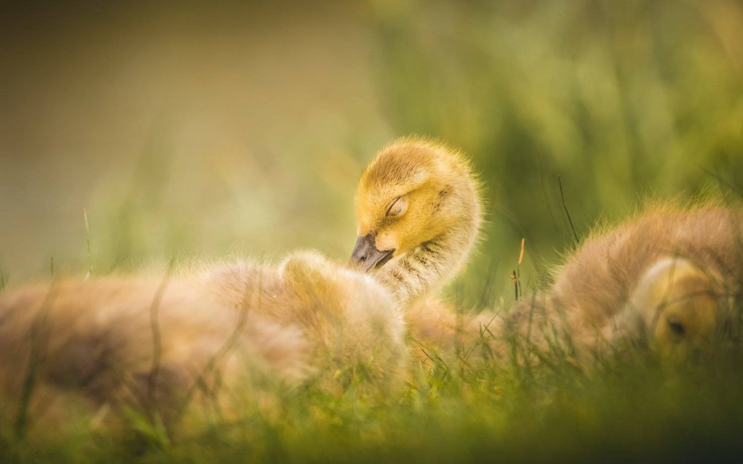 Dreaming. Автор: Илья Данилов , Илья Данилов