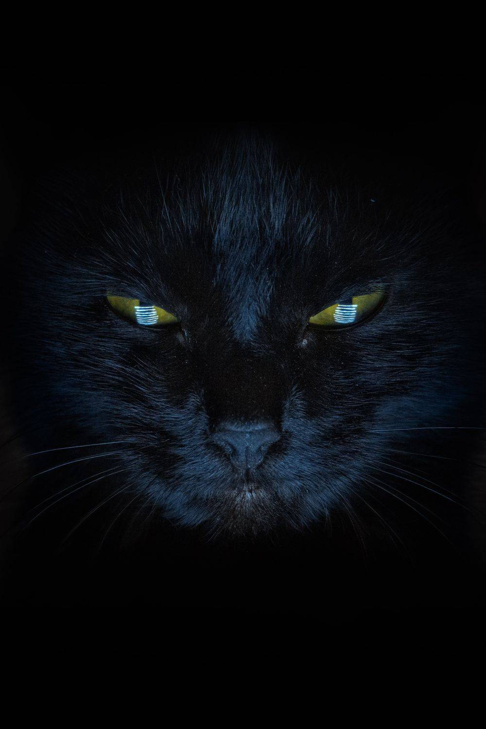 взгляд. Автор: Алексей Школдин кошка, черный кот, взгляд, Алексей Школдин