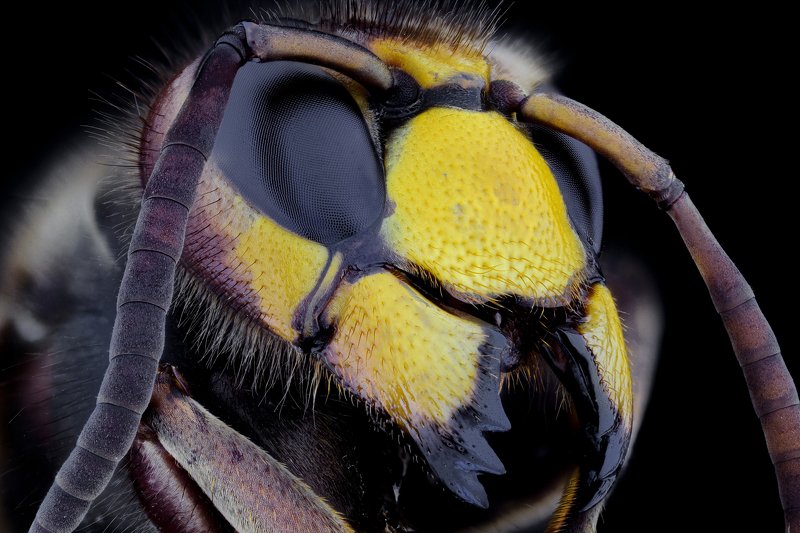 hornet photo preview