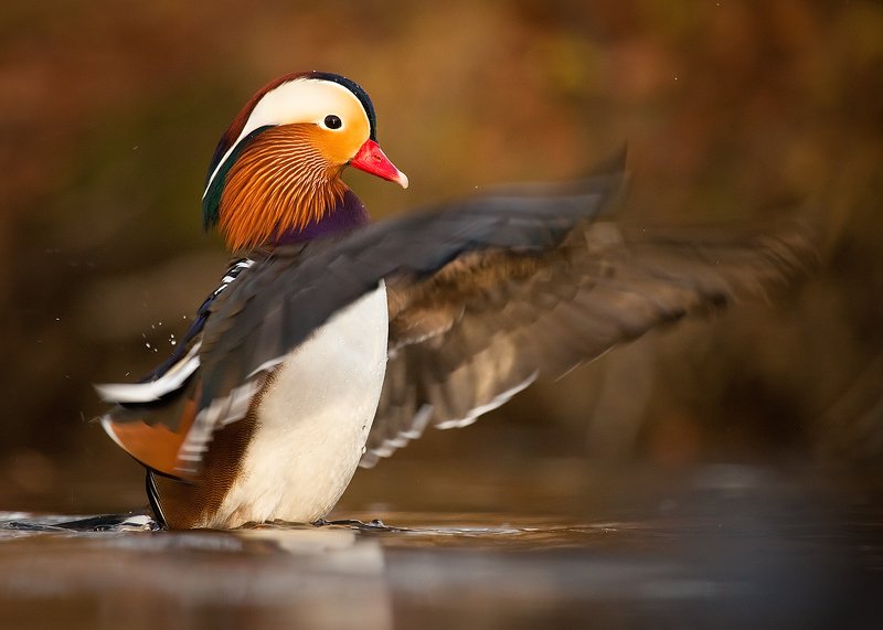 Mandarin duckphoto preview