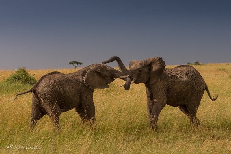 слон, саванна, небо, трава, игры, малыши, дикие_животные Игры слоников.photo preview