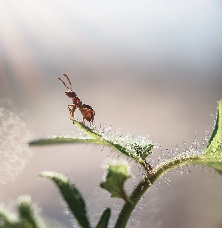 макро, муравей Муравьишка-поэтphoto preview