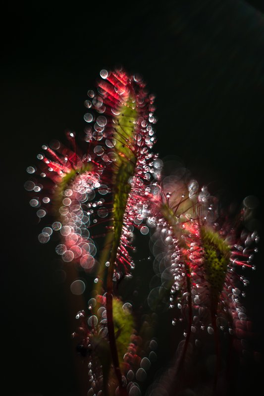 macro, sundew, plants, colors, bokeh Chasing the lightphoto preview