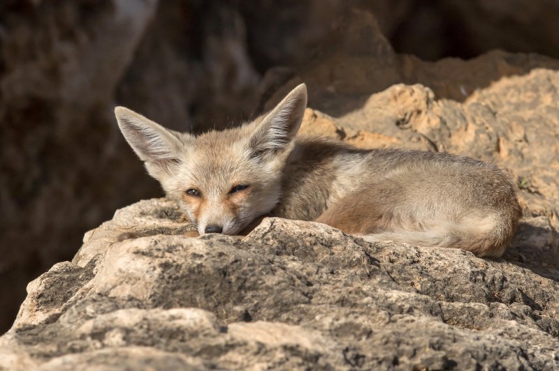 canon1dх mark2,canon600mmf4,israel,jerusalem,nature,wildnature,wildnaturephotography,дикая природа,иерусалим ,израиль, пётр рогов,фотограф,фотоохота,лисята,nature,иерусалим,jerusalem,wildnaturephotography,nakedplanet,natgeoyourshot,natgeo,bbcearth Лисёнокphoto preview