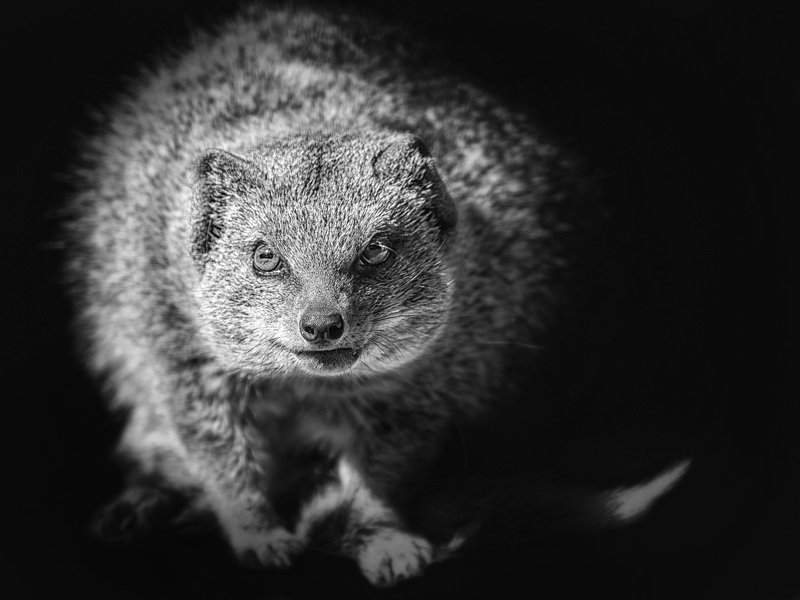 Мангустphoto preview