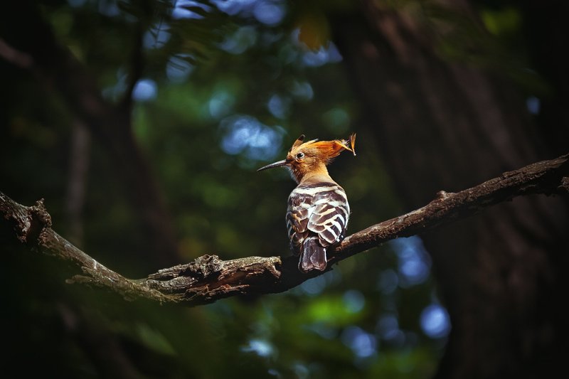canon 55-250, beautiful, красивый, moment, момент, nature, природа, wildlife, summer, лето, летняя, bird, птица, hoopoe, удод, Немного подрастрепанный жизнью удод :)photo preview
