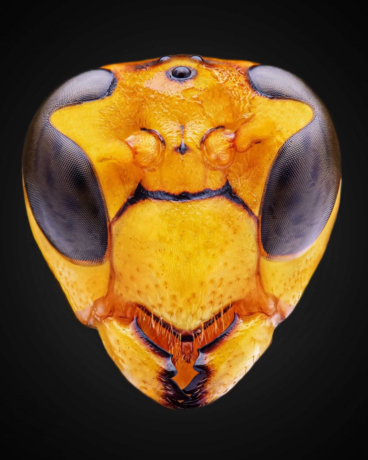 Portrait of wasp. Автор: Shuvam Sadhukhan macro wildlife closeup insects, Shuvam Sadhukhan