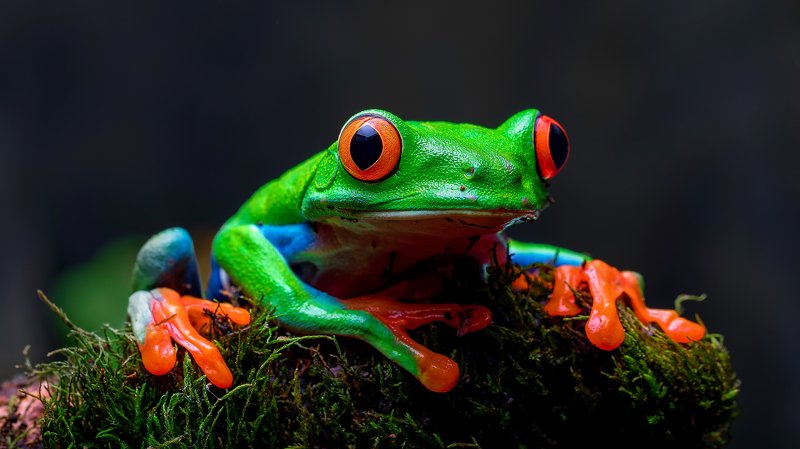 Red Eyephoto preview