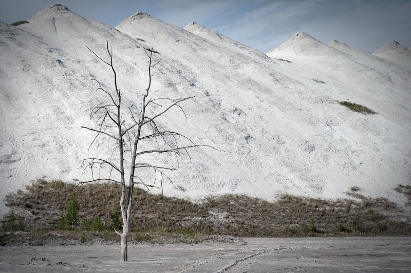 беларусь, гомель, горы, экология Lonely treephoto preview