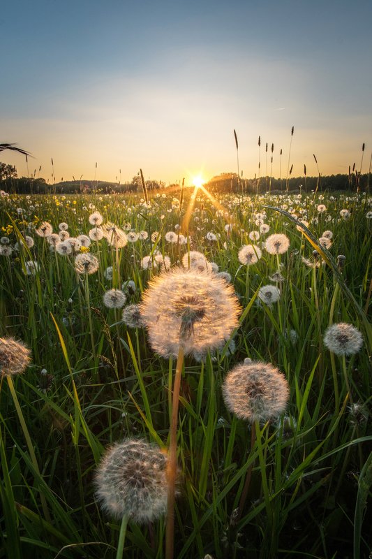 flowers, grass, grassland, sun Happy grasslandphoto preview