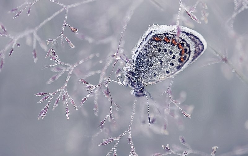 в капельках росы..photo preview