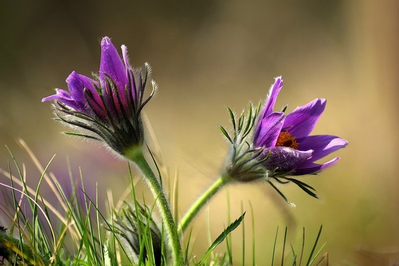 Sasankiphoto preview