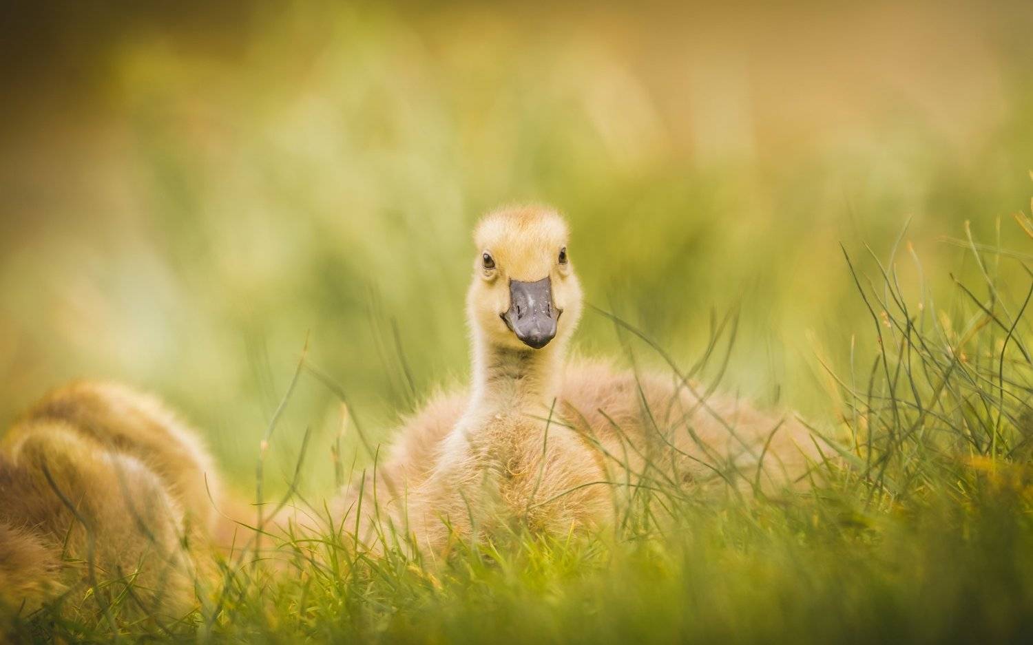 Canada Goose noticed me in the bushes. Автор: Илья Данилов , Илья Данилов