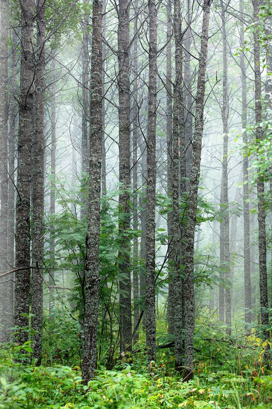южный урал,оренбургская область, орск, новотроицк,башкирия, башкиртостан Стояли стройными рядами...photo preview