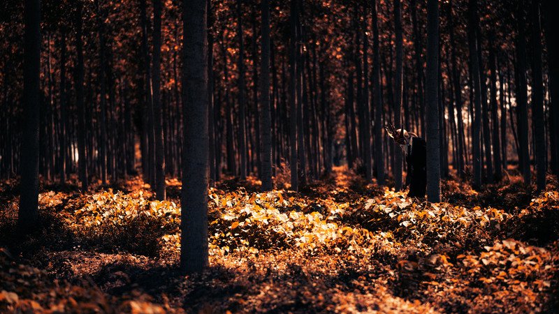 #dark #concept #conceptual #selfportrait #coupleportrait #forest #mask Carontephoto preview