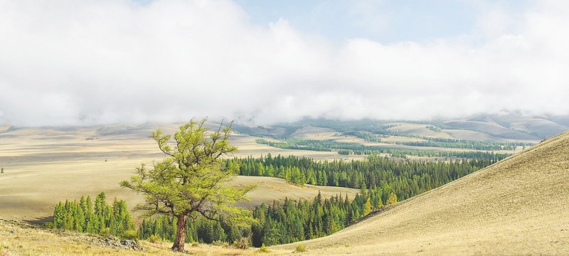 Алтайские горы, горный лес photo preview