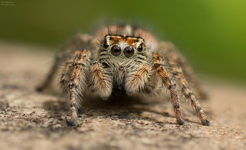 макро, природа, паук скакун, паук, macro, nature, jumping spider, spider, Маленький панкphoto preview