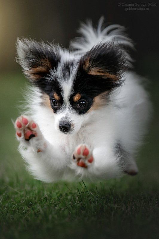 Карамба!photo preview