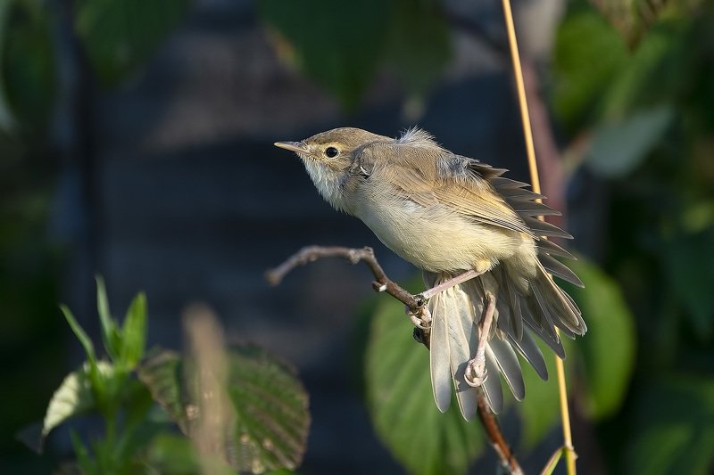 Фигушку вам с под вывертом... или почесуха удаласьphoto preview