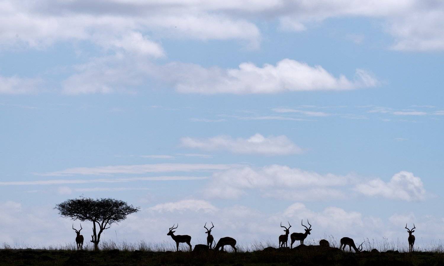 African silhouette . Автор: Paolo Barbarini animals mammals gazelles africa kenya silhouette sky clouds pastel, Paolo Barbarini