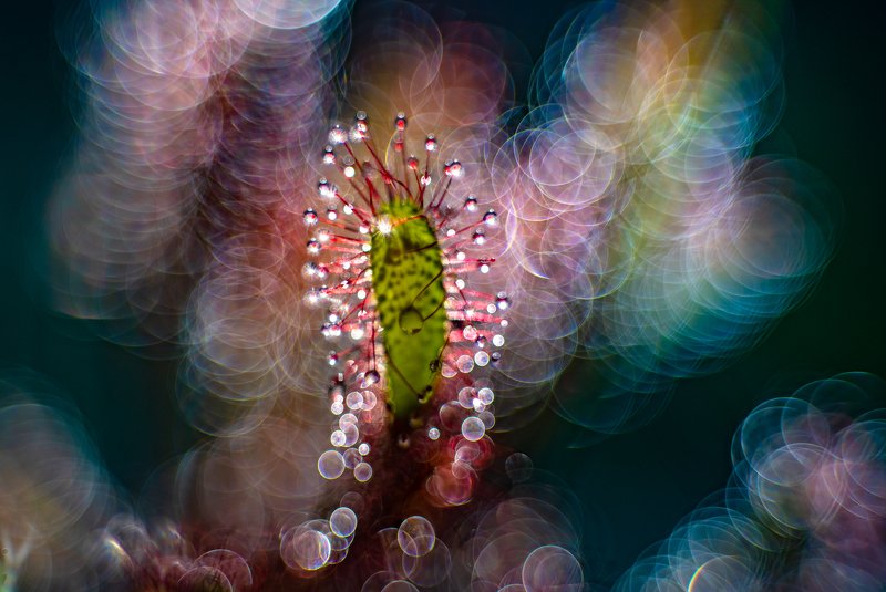 macro, sundew, plants, colors, bokeh Rainbowphoto preview