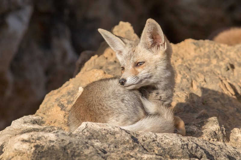 canon1dх mark2,canon600mmf4,israel,jerusalem,nature,wildnature,wildnaturephotography,дикая природа,иерусалим ,израиль, пётр рогов,фотограф,фотоохота,лисята,nature,иерусалим,jerusalem,wildnaturephotography,nakedplanet,natgeoyourshot,natgeo,bbcearth Лисёнокphoto preview