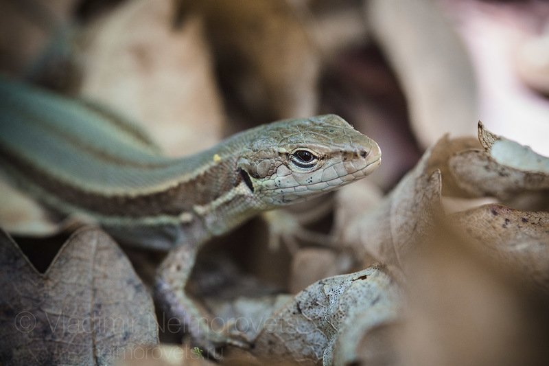 meadow lizard, Darevskia praticola, agility, lizard, Northwestern Caucasus, Russia, Krasnodar Territory, Ilsky inquisitive, brown, day, forest floor, litter The meadow lizard (Darevskia praticola) / Луговая ящерица (Darevskia praticola) фото превью
