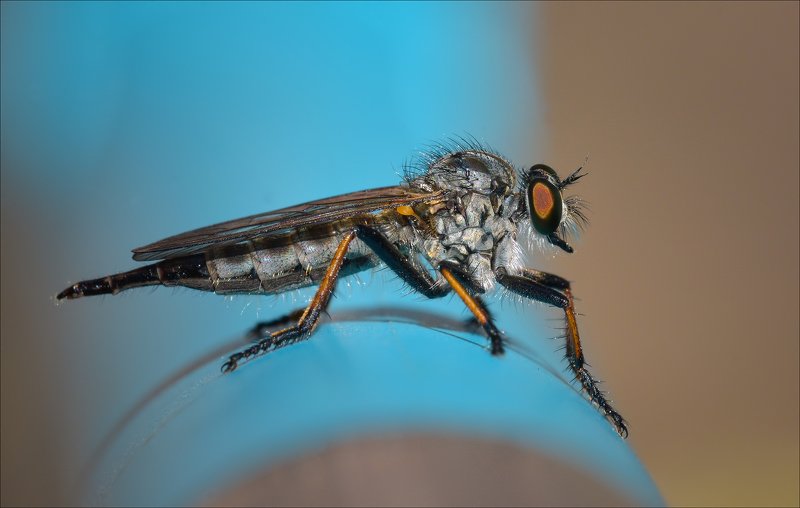 ктырь Ктырьphoto preview