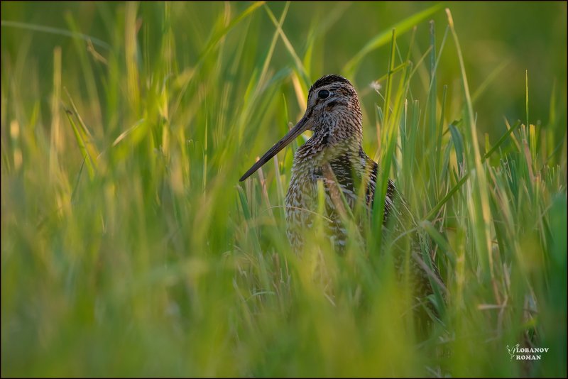 дупель, птицы, сергиев, посад, пересвет, лобанов * * *photo preview