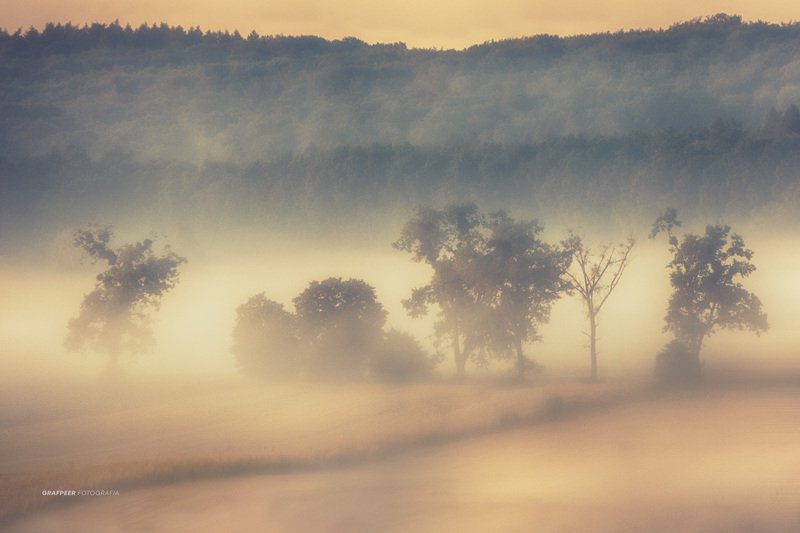 landscape, summertime, morning, foggy, trees, forest, fields, rpowroznik, summer (foggy) morning...photo preview