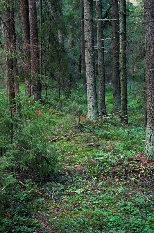 Где живут грибыphoto preview