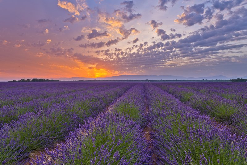 sunrise lavender provence france lights fields sky Sunrise lights in lavender fieldsphoto preview