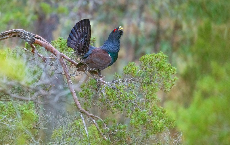 Western capercaillie in the treephoto preview