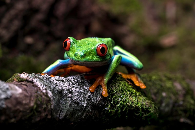 Wild Greenphoto preview