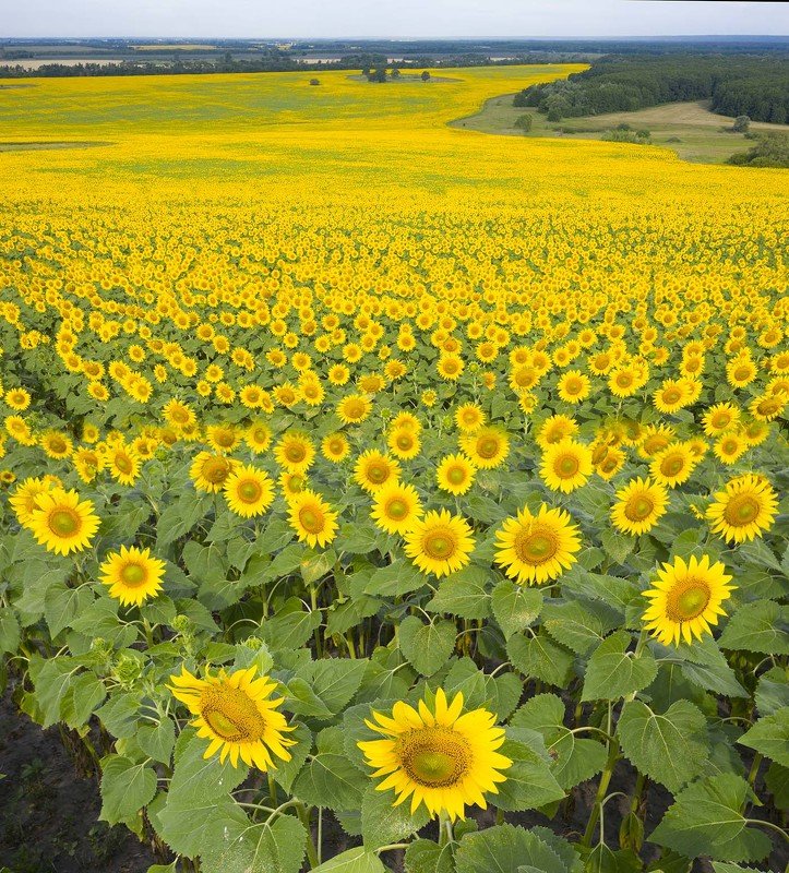 Аэро привет Ван Гогу фото превью