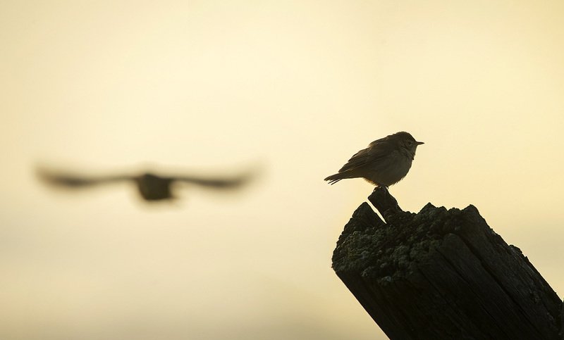 птица, славка Прощай...photo preview