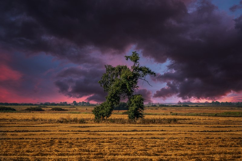 The running tree ...photo preview