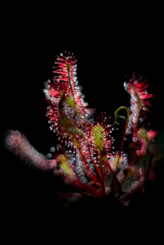 macro, sundew, plants, colors, bokeh In the darknessphoto preview