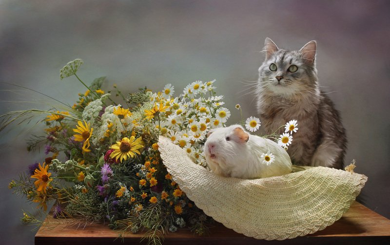 композиция, животные, кот, кошки, грызуны, морская свинка, лето, цветы Ах, лето!photo preview