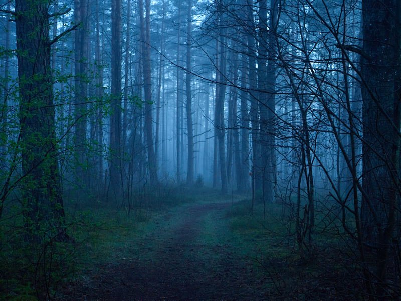 Phase one P45+ 2097270photo preview